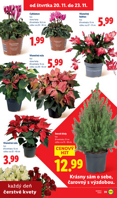 Leták Lidl
		  platný do 23.11.2025 - strana 81