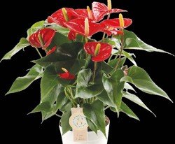 Antúria (Anthurium andreanum)