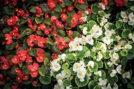 Begónie „ľadovky“ (Begonia semperflorens)