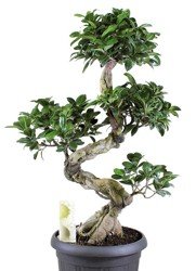 Bonsaj (Ficus Ginseng)