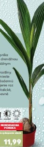 Kokosová palma