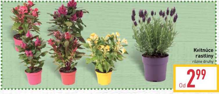 Kvitnúce rastliny rôzne druhy 