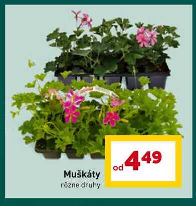 Muškáty rôzne druhy 