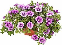 MINIPETÚNIA (CALIBRACHOA)