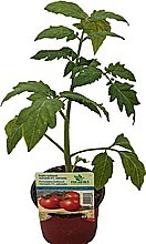 PARADAJKA TYČKOVÁ „TORNADO F1” (LYCOPERSICON LYCOPERSICUM)