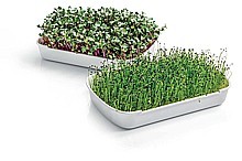 Súprava na pestovanie microgreens SENSE