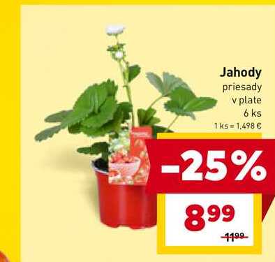 Jahody priesady v plate 6 ks
