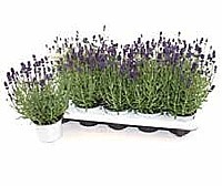 LEVANDUĽA LEKÁRSKA (LAVANDULA ANGUSTIFOLIA)
