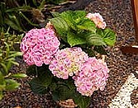 HORTENZIA VELKOLISTÁ (HYDRANGEA MACROPHYLLA)