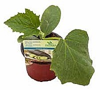 UHORKA ŠALÁTOVÁ (CUCUMIS SATIVUS L.)