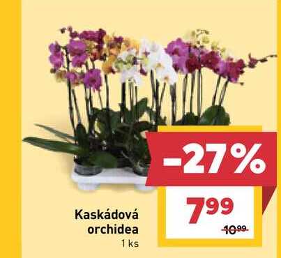 Kaskádová orchidea 1 ks