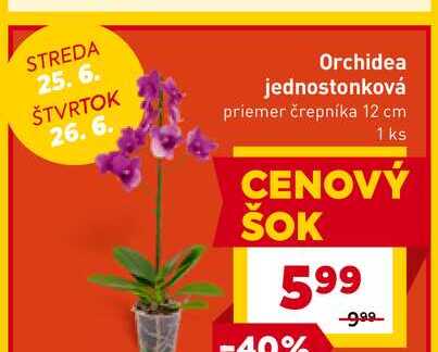 Orchidea jednostonková, 12cm, 1ks