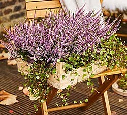 VRES OBYČAJNÝ „GARDEN GIRLS” (CALLUNA VULGARIS)