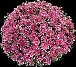 CHRYZANTÉMA (CHRYSANTHEMUM MULTIFLORA)