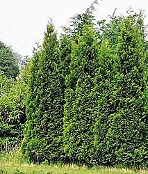 TUJA ZÁPADNÁ „BRABANT” (THUJA OCCIDENTALIS) / CYPRUS LAWSONOV „COLUMNARIS” (CHAMAECYPARIS LAWSONIANA)
