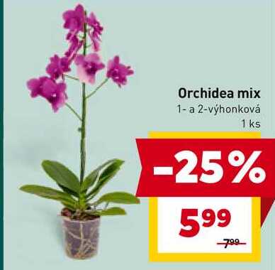 Orchidea mix 1- a 2-výhonková 1 ks 