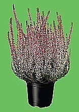 VRES OBYČAJNÝ „GARDEN GIRLS” (CALLUNA VULGARIS)