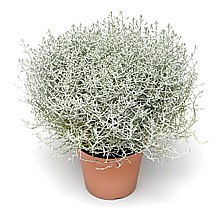 KRÁSNOHLÁVOK (CALOCEPHALUS)