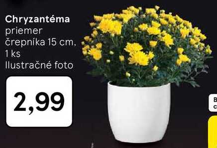 Chryzantéma