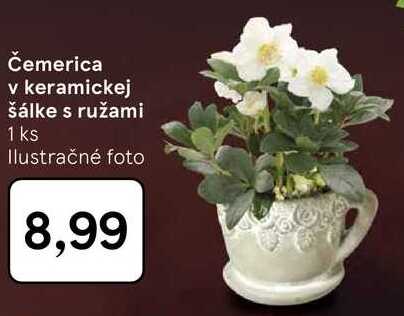 Čemerica v keramickej šálke s ružami 