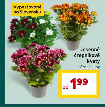Jesenné črepníkové kvety rôzne druhy 