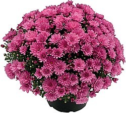CHRYSANTHEMA (CHRYSANTHEMUM MULTIFLORA)