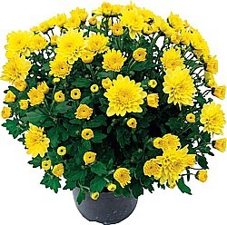 CHRYSANTHEMA (CHRYSANTHEMUM MULTIFLORA)