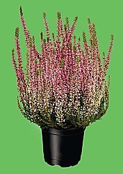 VRES OBYČAJNÝ „GARDEN GIRLS” (CALLUNA VULGARIS)