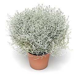 KRÁSNOHLÁVOK (CALOCEPHALUS)