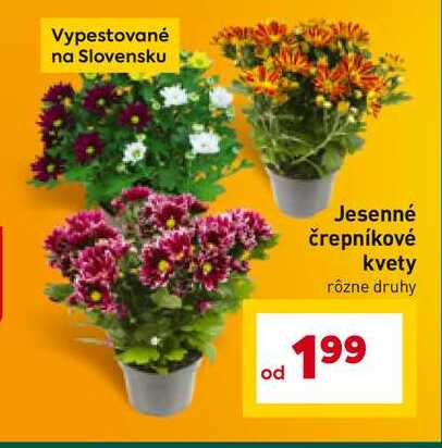 Jesenné črepníkové kvety rôzne druhy 