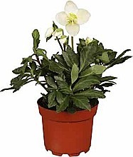 ČEMERICA ČIERNA „CHRISTMAS CAROL” (HELLEBORUS NIGER)