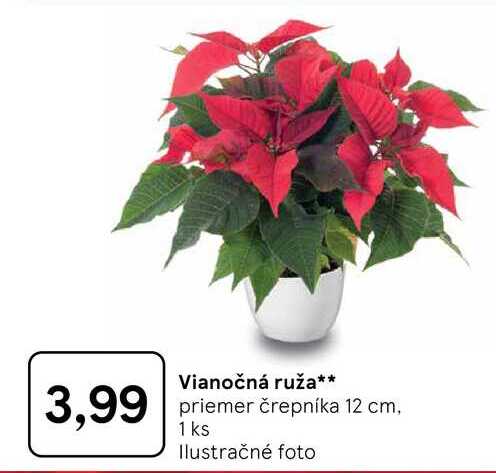 Vianočná ruža, priemer črepníka 12 cm, 1 ks 