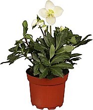 VIANOČNÝ UMELÝ VENIEC