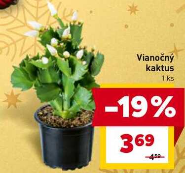 Vianočný kaktus 1 ks 