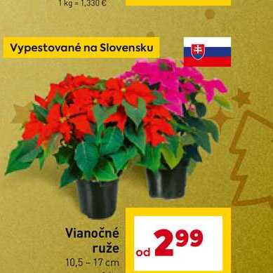 Vianočné ruže 10,5-17 cm