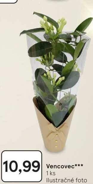 Vencovec 1 ks