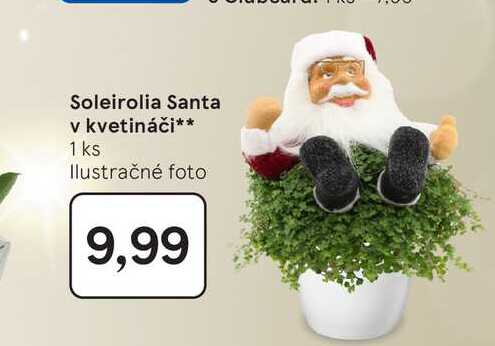 Soleirolia Santa v kvetináči 1 ks
