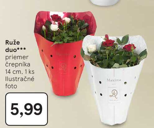 Ruže duo priemer črepníka 14 cm, 1 ks