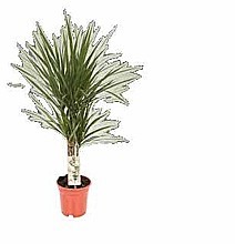 DRAČINEC VRÚBENÝ (DRACENA MARGINATA)