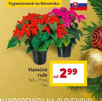 Vianočné ruže 10,5-17 cm 