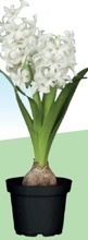 HYACINT VÝCHODNÝ (HYACINTHUS ORIENTALIS)