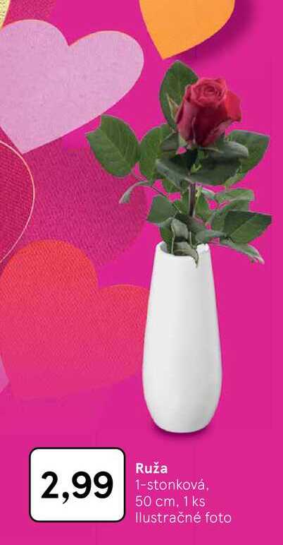 Ruža 1-stonková, 50 cm, 1 ks 