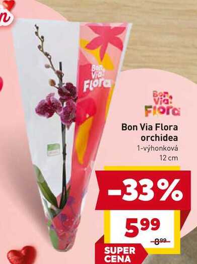 Bon Via Flora orchidea 1-výhonková 12 cm 