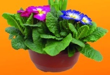 MISKA VYSADENÁ S JARNÝMI RASTLINAMI