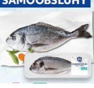 K-Blue Bay Pražma kráľovská