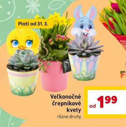 Veľkonočné črepníkové kvety rôzne druhy 