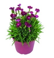 HVOZDÍK KARAFIÁT (DIANTHUS SUNFLOR)