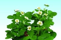 JAHODA STÁLEPLODIACA (FRAGARIA)