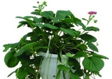 Jahodník veľkoplodý (Fragaria ananasa) záves