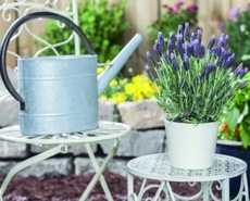 Levanduľa smilovitá (Levandula stoechas)